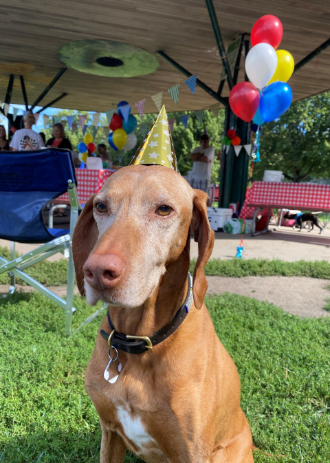 Caroline's dog Sapphire wearing party hat